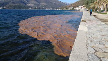 Blato u moru, Tivat