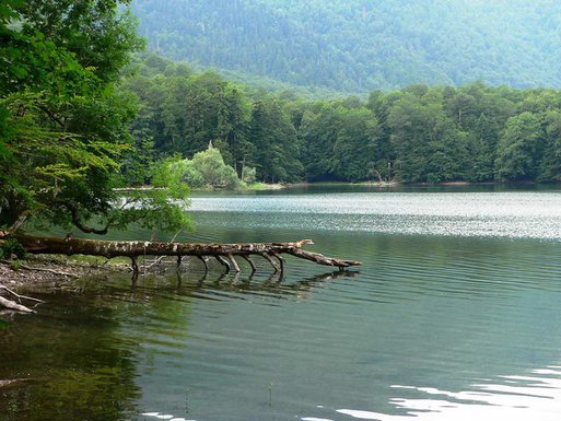Biogradska gora