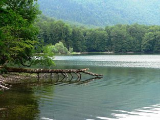 Biogradska gora