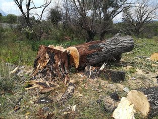 posječena topola, Mareza