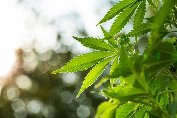 kanabis, marihuana