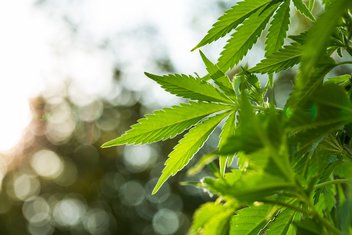 kanabis, marihuana