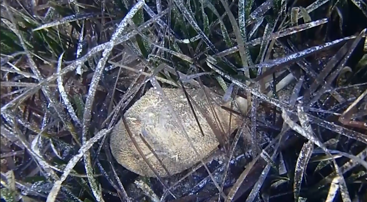 Školjka