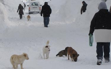 Psi lutalice su veliki problem