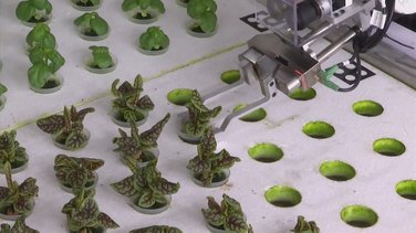 Angus farma robot