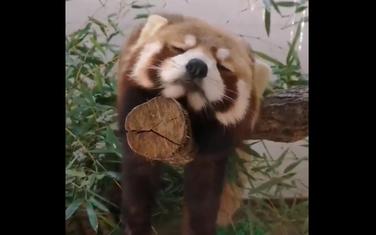 Panda spavalica