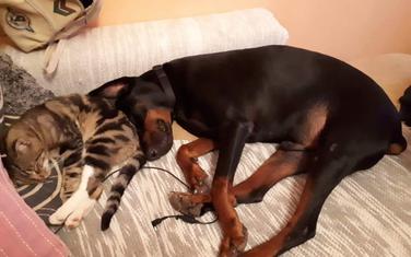 Doberman Mali mirno živi sa drugim ljubimcima - mačkama