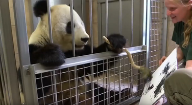 Jang Jang, panda slika