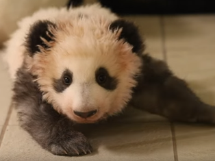 panda
