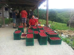 maline, Andija Delić