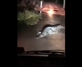 krokodil, Australija