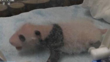 panda