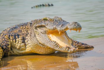 Krokodil
