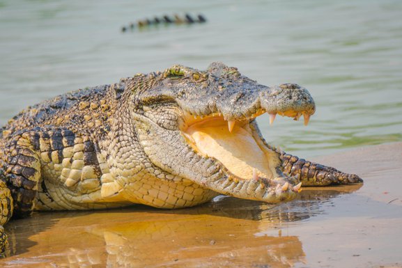 Krokodil