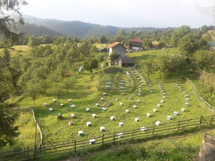 Radoslav Zečević