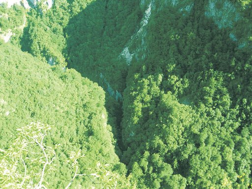 šuma, planina