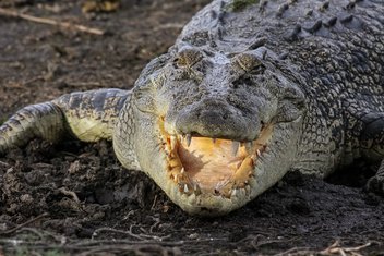 Krokodil