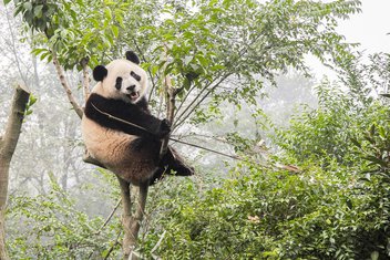 panda, džinovska panda