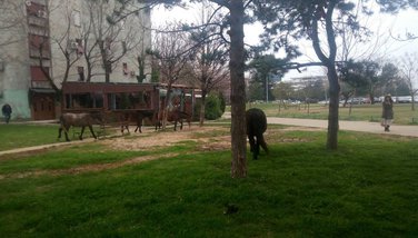 Konji, blok 5, Podgorica