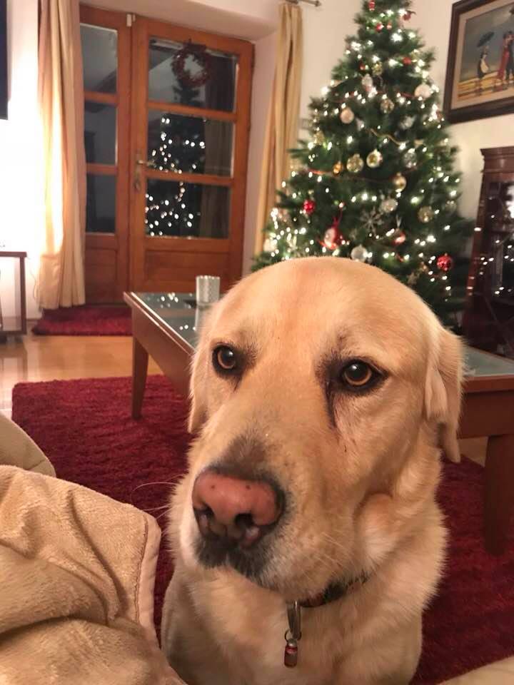 labrador Badi