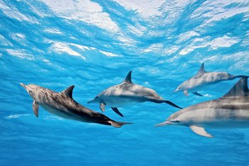 delfini