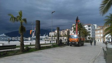 palme Tivat, palme Pine