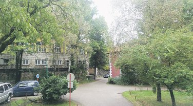 Brezovik