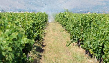 Plantaže vinograd