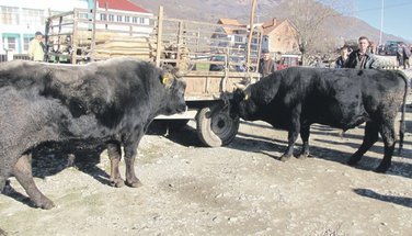 životinje, krave