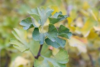 ginko
