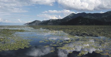 Skadarsko jezero