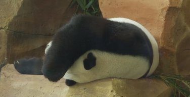 panda