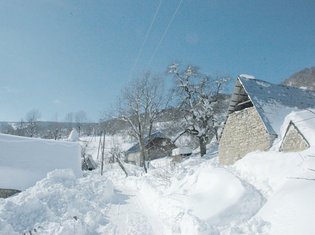 Orah, Piva