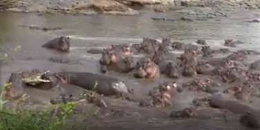 krokodil, nilski konji