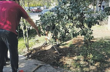 Jerevanska ulica, voće Đurišići