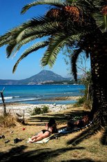 bar, turisti, palma