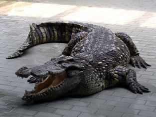 krokodil
