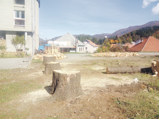 Kolašin sječa