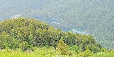 Biogradska gora