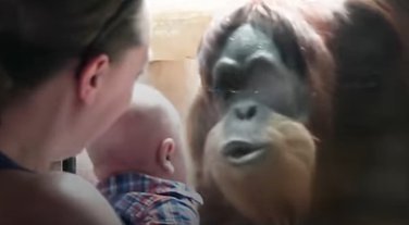 orangutan, beba