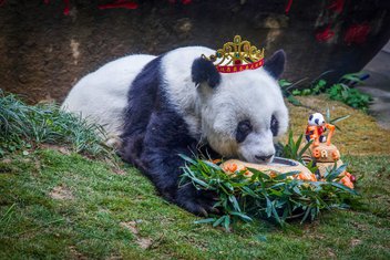 panda Basi