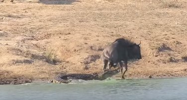gnu, krokodil