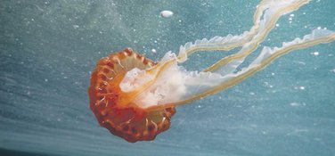meduza