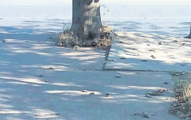 Uginuli vrapci