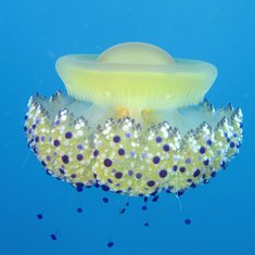 Cotylorhiza meduza