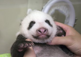 panda