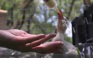 Mladunče flamingosa