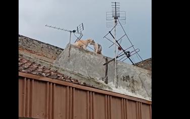 Mačke na krovu