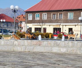 Kolašin, psi