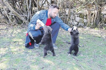 Miljan Miličković, medvjedi